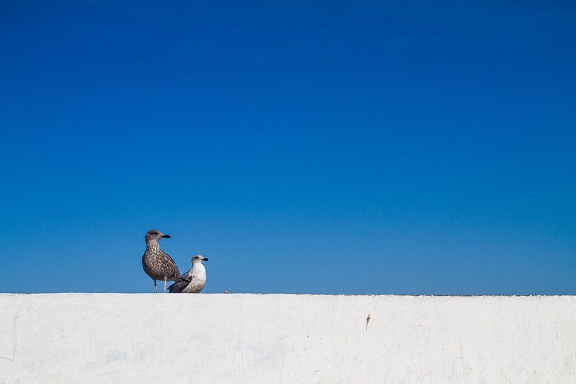 Möwen auf einem Kai von Johan Zwarthoed