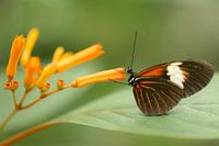Schmetterling Mangrove Burgers Zoo