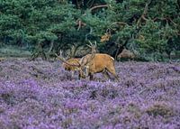 Cerf élaphe sur le Hoge Veluwe