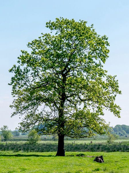 Old oak in the seasons - Spring by Dieter König