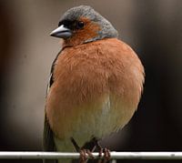 Mit ausgestreckter Brust!