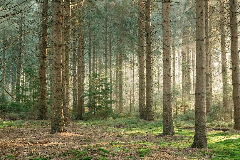 Lichtstrahlen im Wald mit Moos von Kay Wils