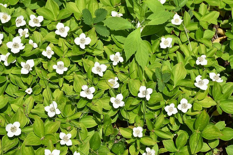 Ein Blumenteppich im Wald von Claude Laprise