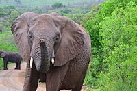 Olifant in Hluhluwe-Imfolozi Game Reserve
