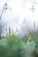 Small group of snowdrops