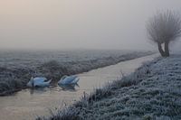 Zwanen in sloot met knotwilgen