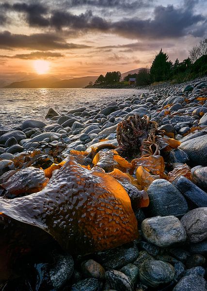 Coucher de soleil avec algues sur Godøy, Sunnmøre, Møre og Romsdal, Norvège par qtx