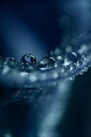 Eyecatcher: Drops on a hyacinth