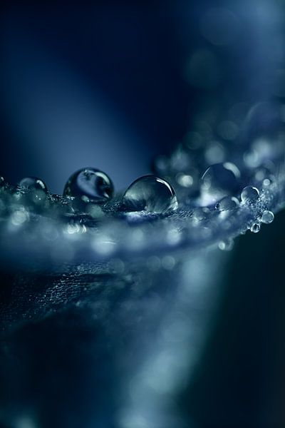 Blickfang: Tropfen auf einer Hyazinthe von Marjolijn van den Berg