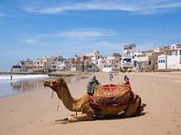 Dromedar am Strand, Tifnit, Marokko