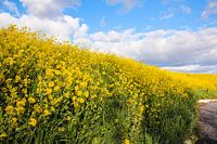 Der Frühling steht vor der Tür