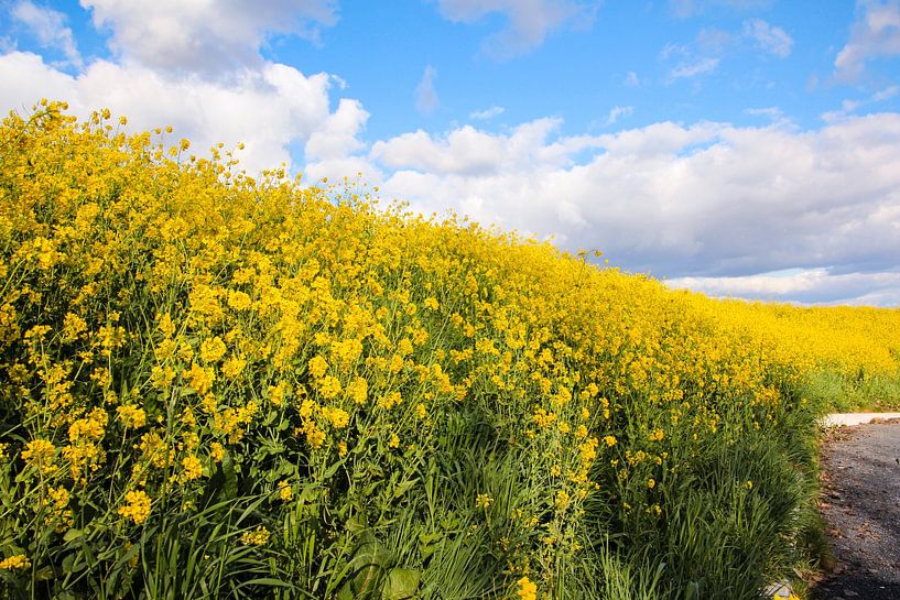 Der Frühling steht vor der Tür von HotspotsBenelux