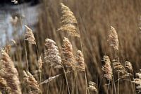 De betovering van prachtig wuifriet