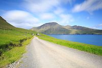 Mula auf den Färöer Inseln.