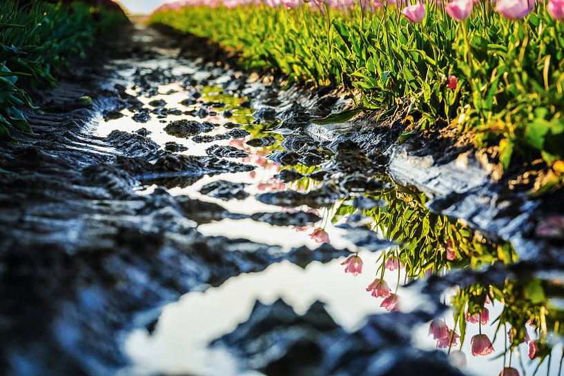 Champ de tulipes en image miroir par Fotografiecor .nl