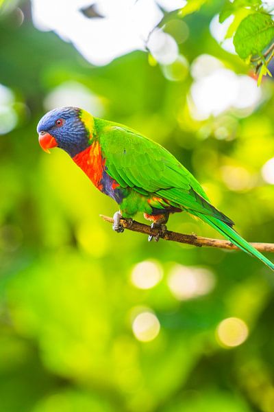 Regenbogen Lorikeet Papagei tropischer Vogel sitzend in einem Baum von Sjoerd van der Wal Fotografie