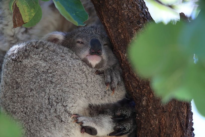 Un bébé koala et sa mère assis dans un arbre à gomme sur Magnetic Island, Queensland Australie par Frank Fichtmüller