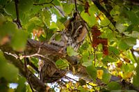 long-eared owl