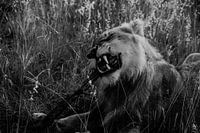 Löwe schärft seine Zähne