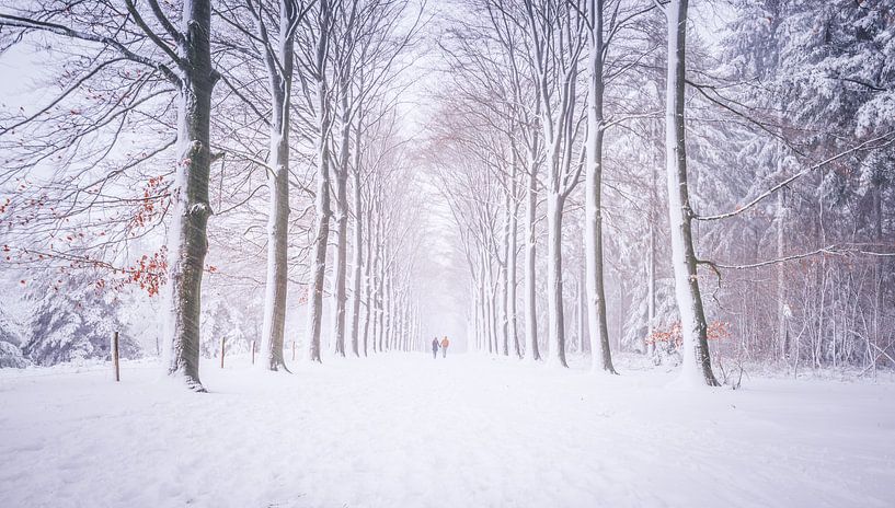 Code Oranje van Sander Peters