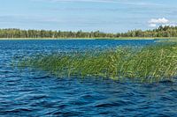 Wasser eines kleinen Sees und Wasserpflanzen und bereits der Florarna