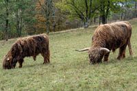 Schottische Hochland Rinder