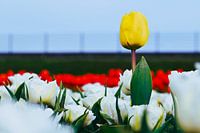 Gelbe Tulpe zwischen weißen Tulpen