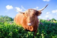 Highlander écossais dans le Westduinpark