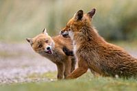 Mama Fuchs, die mit der verspielten Art des Kleinen fertig ist