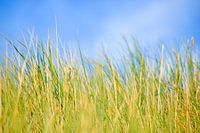 Herbes dunaires dans le vent