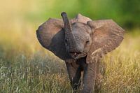 Le bébé éléphant n'a pas peur !