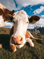 Vaches italiennes dans la prairie avec les Dolomites en arrière-plan