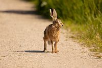 Posing hare