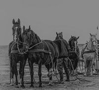 The Tough rescue horses of Ameland