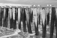 Palen met meeuwen  in zee