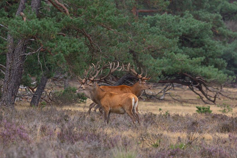 Bois Cerf commun (Cervus elaphus) par Eric Wander