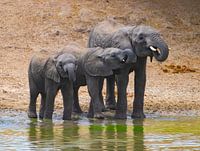 Les éléphants boivent de l'eau Serengeti