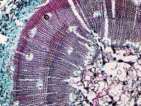 Tige de bois sous un microscope