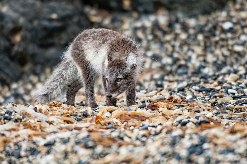 Renard arctique au Svalbard par Ron van der Stappen