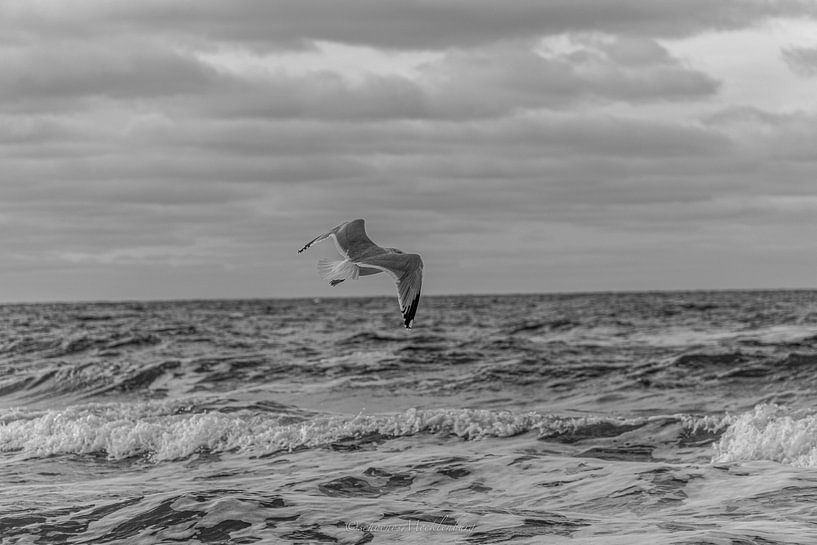 ''Mouette par Michelle Peich