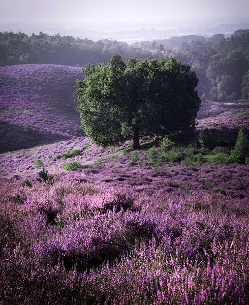 Arbre sur le Posbank pourpre par Rob Visser