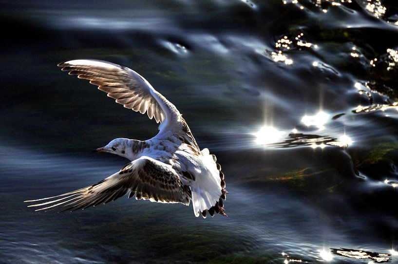 AKROBATEN 3 von Miroslav Ptacek