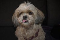 Cute Shi-Tzu with protruding tongue
