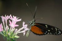 De vlinder op de rose bloem