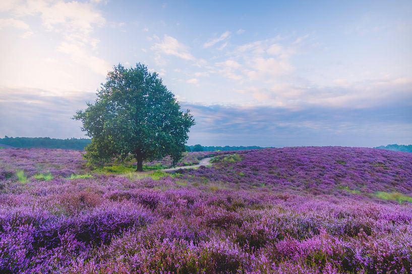 Lever de soleil sur le Posbank de couleur violette par Julius Pot
