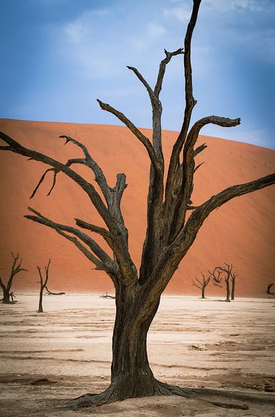 Deadvlei im Sossusvlei, Namibia, Afrika von Patrick Groß
