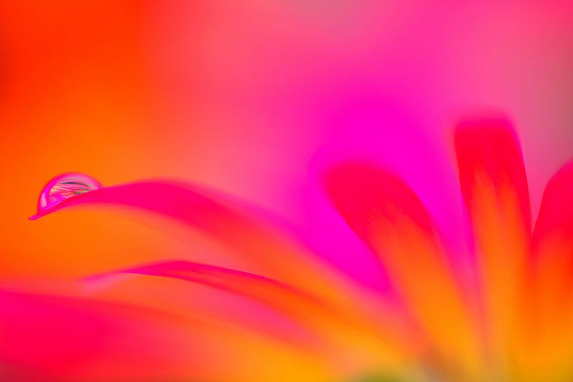 Flower Art   von Jessica Berendsen