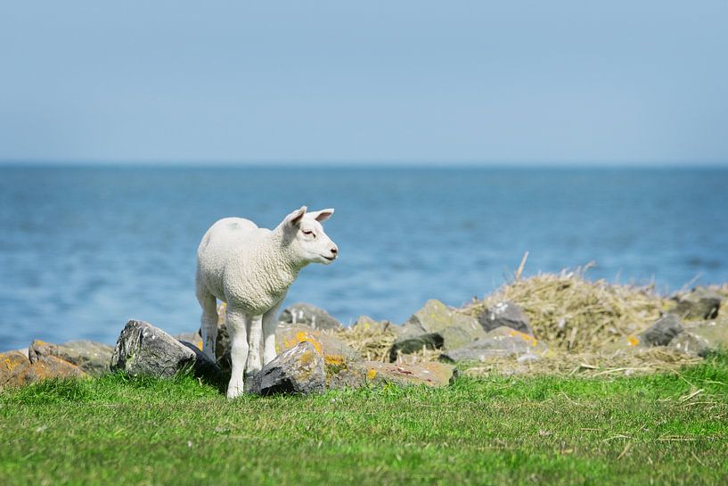 Agneau près de la mer des Wadden, Frise par Maria-Maaike Dijkstra