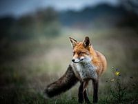 Vos bereitet das Visier für den Angriff vor