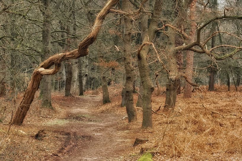 Entre l'automne et l'hiver par Moetwil en van Dijk - Fotografie